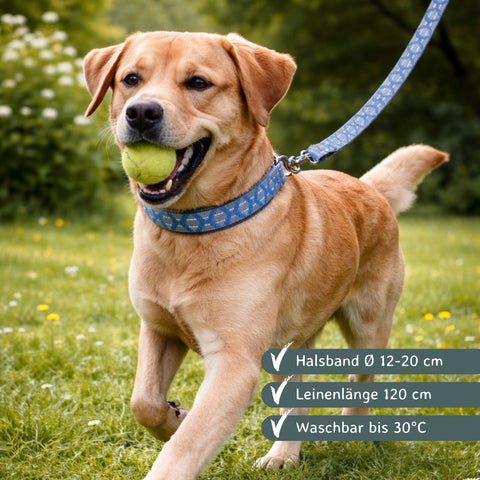 Hundeleinen Set blau/grau